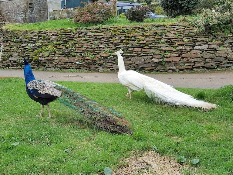 Peacock Lodge - Sleeps 4 - 2 Bedrooms Looe Luaran gambar